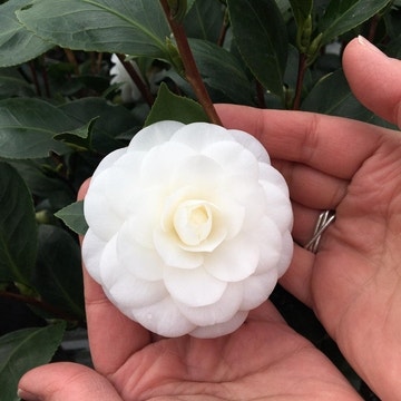 Camellia japonica 'Nuccio's Gem'