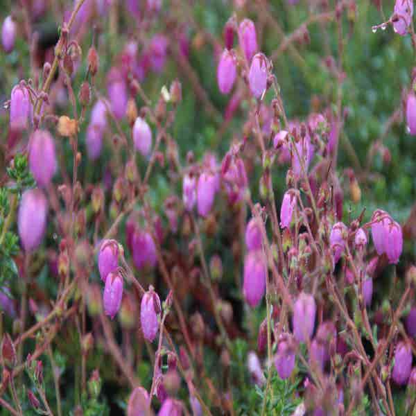 Irische Heide (Daboecia cantabrica)