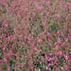 Irische Heide rosa-lila (Daboecia cantabrica 'Cupido')