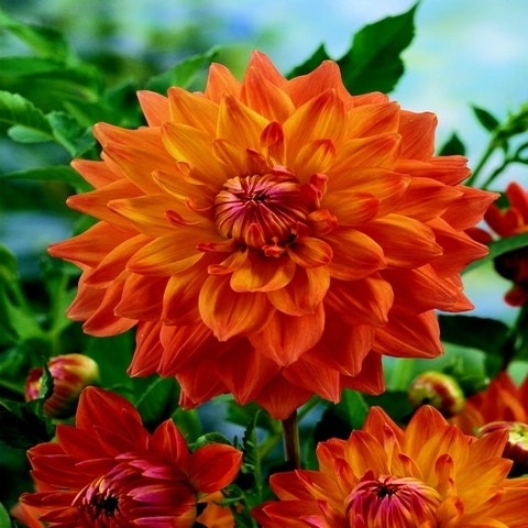 Dahlie (Dahlia 'Ace Summer Sunset')