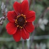 Dahlia (Dahlia 'Bishop of Auckland')