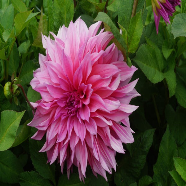 Dahlia 'Café au Lait Rosé'® 

