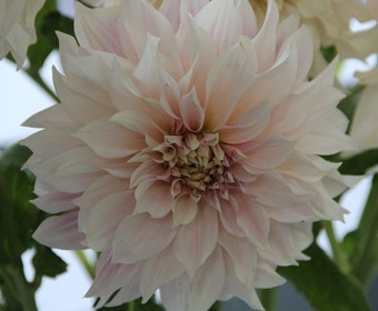 Dahlia (Dahlia 'Café au Lait')