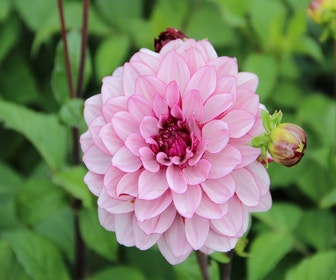 Dahlia (Dahlia 'Crème de Cassis')