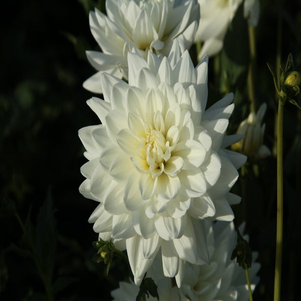 Dahlia (Dahlia 'Eternal Snow')
