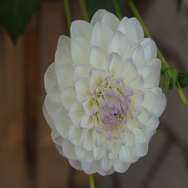 Dahlia 'Eveline'