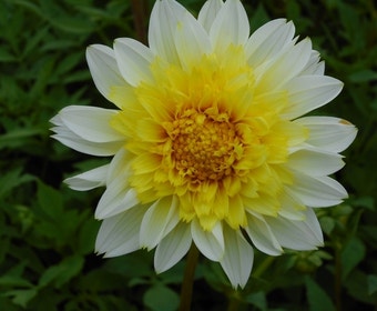 Dahlia (Dahlia 'Freya's Paso Doble')