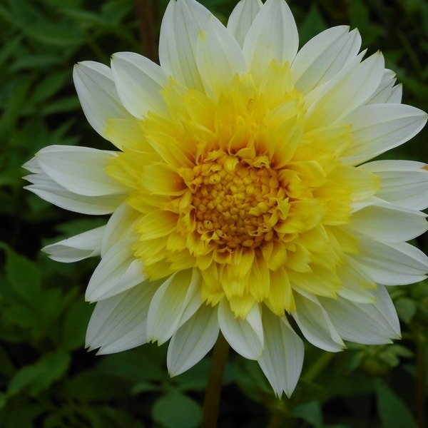 Dahlia (Dahlia 'Freya's Paso Doble')