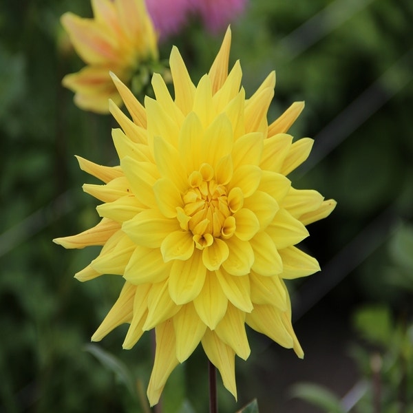 Dahlia 'Gelber Vulcan'
