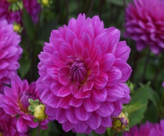 Dahlia (Dahlia 'G.H. Lammerse')