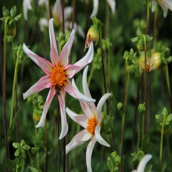 Dahlie (Dahlia 'Honka Fragile')