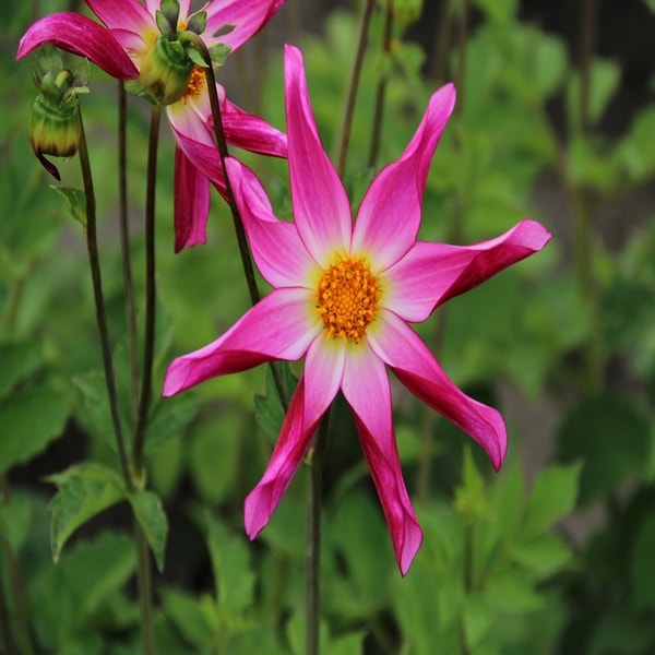 Dahlia 'Honka Roze'