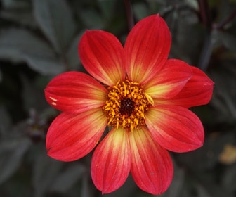 Dahlia (Dahlia 'Happy Single Flame')