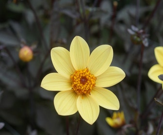Dahlia (Dahlia 'Happy Single Party')