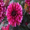 Dahlia (Dahlia 'Jennifer Mary Ellen')