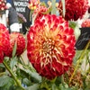 Dahlia (Dahlia 'Jowey Joshua')