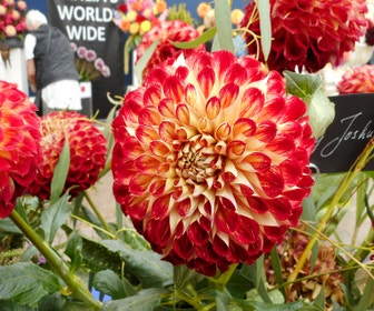 Dahlia (Dahlia 'Jowey Joshua')