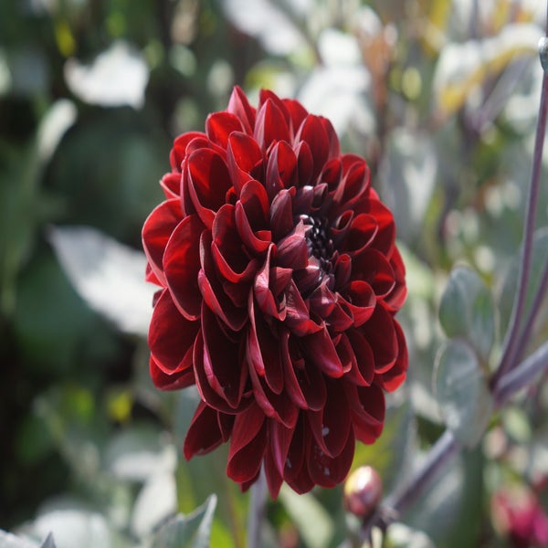 Dahlia 'Manoa' 
