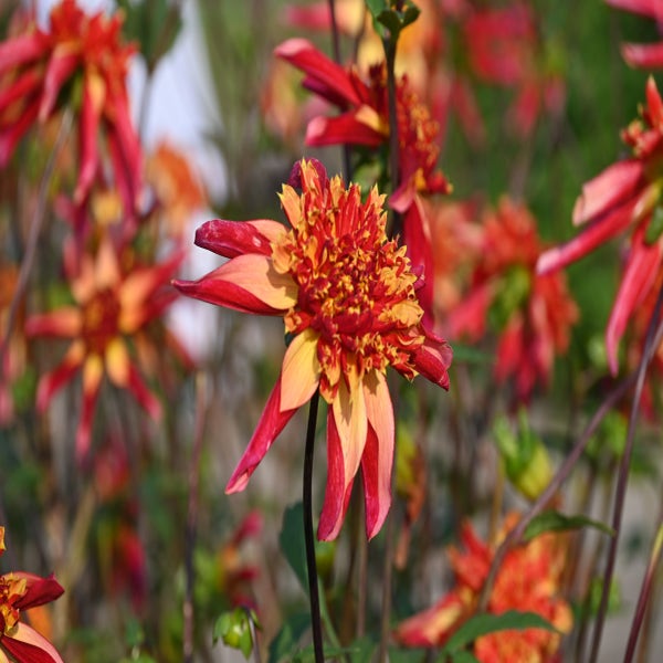 Dahlia (Dahlia 'Octopus Sparkle')