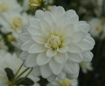 Dahlia (Dahlia 'Siberia')
