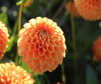 Dahlie (Dahlia 'Sylvia')