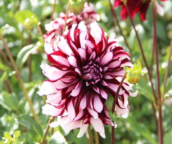 Dahlie (Dahlia 'Tartan')