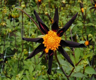 Dahlie (Dahlia 'Verrone's Obsidian')