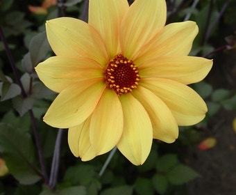 Dahlia (Dahlia 'Bishop of York')