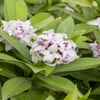 Pfefferbaum (Daphne ‘Perfume Princess’)