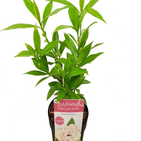 Peperboompje (Daphne ‘Perfume Princess’)