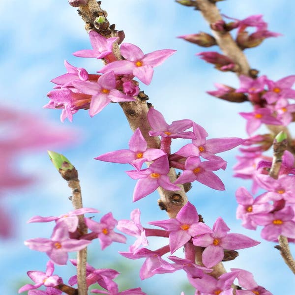 Daphne mezureum 'Rubra' (peperboompje)