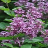 Flieder auf Stamm (Syringa Bloomerang® 'Dark Purple')