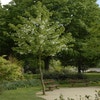 Taschentuchbaum (Davidia involucrata)