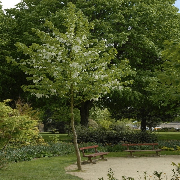 Taschentuchbaum (Davidia involucrata)