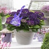 Hortensie Deep Purple Dance (Hydrangea 'Music Collection')