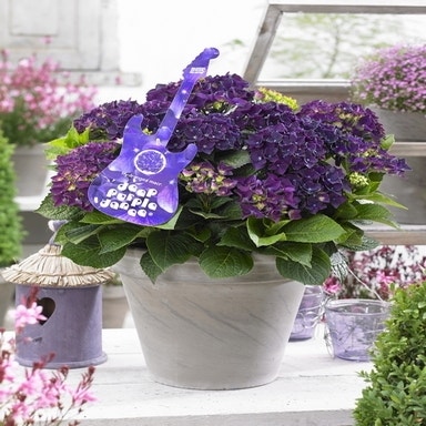 Hortensia Deep Purple Dance (Hydrangea 'Music Collection')