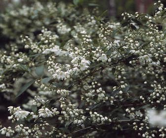 Brautblume (Deutzia gracilis)