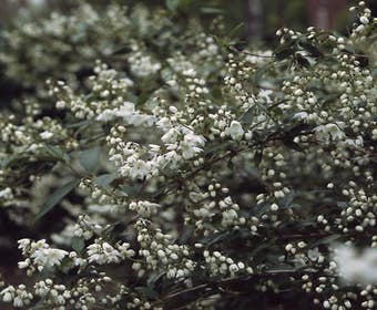 Brautblume (Deutzia gracilis)