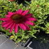 Sonnenhut (Echinacea purpurea 'Delicious Candy')