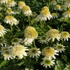 Sonnenhut (Echinacea purpurea 'Delicious Nougat')