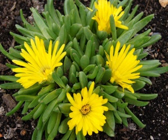 Eisblume (Delosperma congestum)