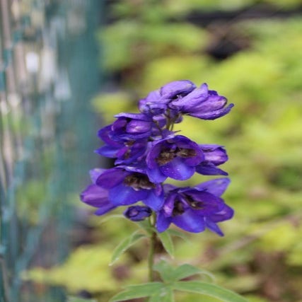 Rittersporn (Delphinium 'Black Knight')