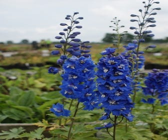Rittersporn (Delphinium 'Blue Bird')