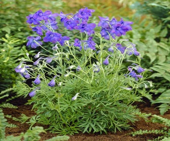 Rittersporn (Delphinium grandiflorum 'BlueButterfly')