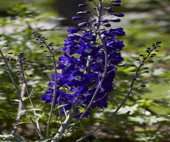 Rittersporn (Delphinium 'King Arthur')