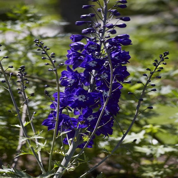 Rittersporn (Delphinium 'King Arthur')