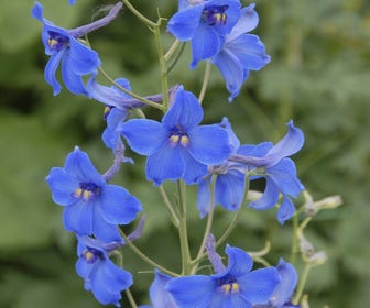 Rittersporn (Delphinium 'Volkerfrieden')
