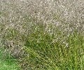 Smele (Deschampsia cespitosa 'Tardiflora')