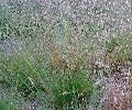 Wavy Hairgrass (Deschampsia flexuosa)