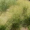 Smele (Deschampsia cespitosa 'Schottland')